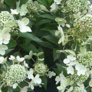 hydrangea paniculata magical vesuvio bugás hortenzia