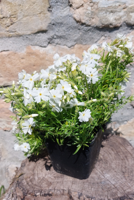 phlox subulata early spring white árlevelű lángvirág