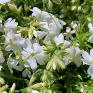 phlox subulata early spring white árlevelű lángvirág