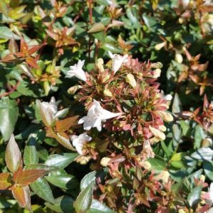 abelia x grandiflora sherwood nagyvirágú tárnicslonc