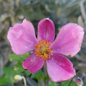 anemone september charm szellőrózsa